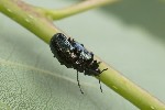 5du06160 - Phratora vulgatissima