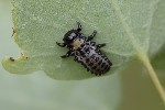 5du06208 - Chrysomela sp.