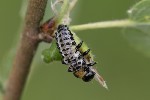 5du06212 - Chrysomela sp.