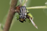 5du06221 - Chrysomela sp.