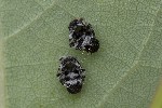 5du06228 - Chrysomela sp.