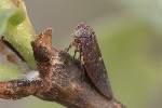 5du06247 - Idiocerus lituratus