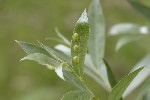 5du06251 - Euura virilis