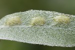 5du06255 - Euura virilis