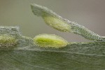 5du06260 - Euura virilis