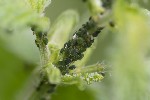 5du06279 - Aphis urticata