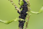 5du06303 - Aphis rumicis