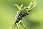 5du06314 - Aphis rumicis