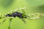 5du06324 - Aphis rumicis