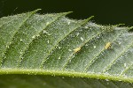 5du06361 - Myzocallis castanicola