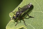 5du06464 - Dioctria hyalipennis