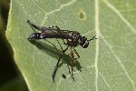 5du06470 - Dioctria hyalipennis
