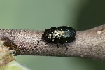 5du06497 - Phratora vulgatissima