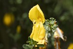 5du06515 - Cytisus scoparius