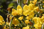 5du06525 - Cytisus scoparius
