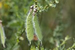5du06550 - Cytisus scoparius