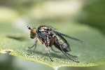 5du06570 - Dolichopus ungulatus