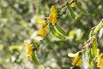 5du06572 - Cytisus scoparius