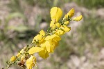 5du06589 - Cytisus scoparius