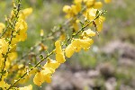 5du06593 - Cytisus scoparius
