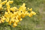 5du06595 - Cytisus scoparius