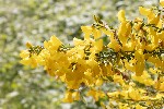 5du06597 - Cytisus scoparius
