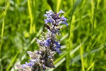 2025-05-18 - 5du06715 - Chauvry (95560)
