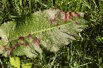 5du06722 - Ramularia sp.
