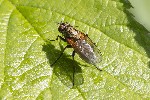 5du06760 - Hydrophoria lancifer