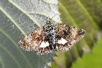 5du06784 - Panemeria tenebrata