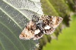 5du06791 - Panemeria tenebrata