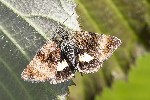 5du06795 - Panemeria tenebrata