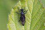 5du06809 - Dioctria atricapilla