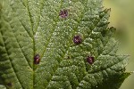 5du06852 - Phragmidium violaceum