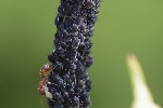 5du06883 - Aphis fabae