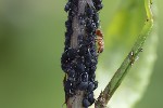 5du06912 - Aphis fabae