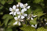 5du06913 - Rubus fruticosus