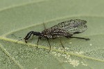 5du06927 - Phaeostigma notatum