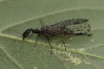 5du06931 - Phaeostigma notatum