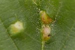 5du06943 - Pediaspis aceris