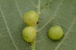 5du06947 - Pediaspis aceris