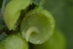 5du06959 - Pediaspis aceris