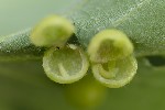 5du06966 - Pediaspis aceris
