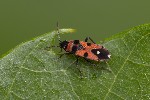 5du06991 - Horvathiolus superbus