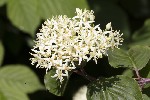 5du07033 - Cornus sanguinea