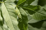 5du07086 - Psyllopsis fraxini
