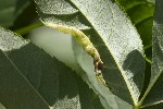 5du07089 - Psyllopsis fraxini