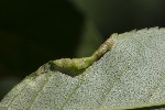 5du07093 - Psyllopsis fraxini