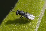 5du07096 - Pteromalini