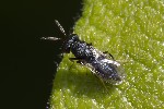 5du07112 - Pteromalini